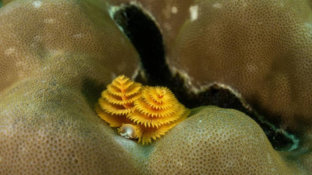 Sipadan Adası'nın zengin su altı yaşamı görüntülendi 11