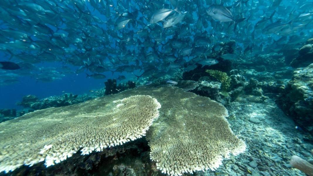 Sipadan Adası'nın zengin su altı yaşamı görüntülendi 12