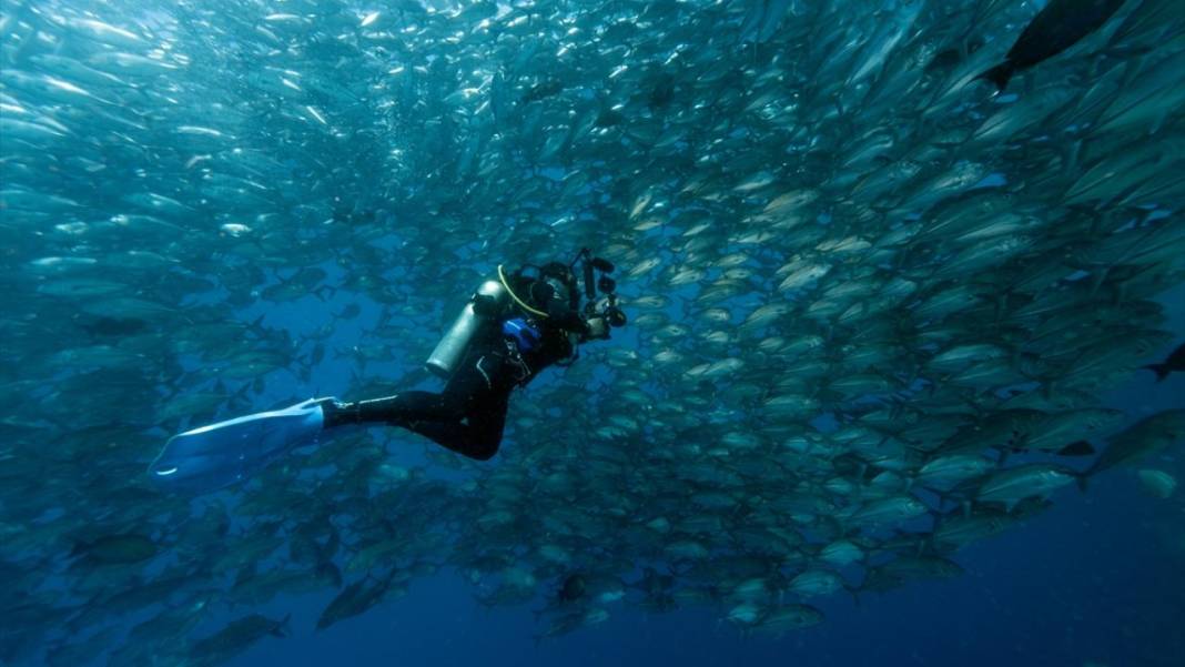 Sipadan Adası'nın zengin su altı yaşamı görüntülendi 13
