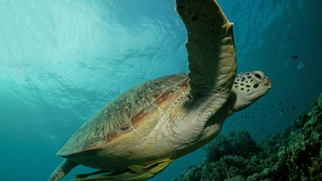 Sipadan Adası'nın zengin su altı yaşamı görüntülendi 14