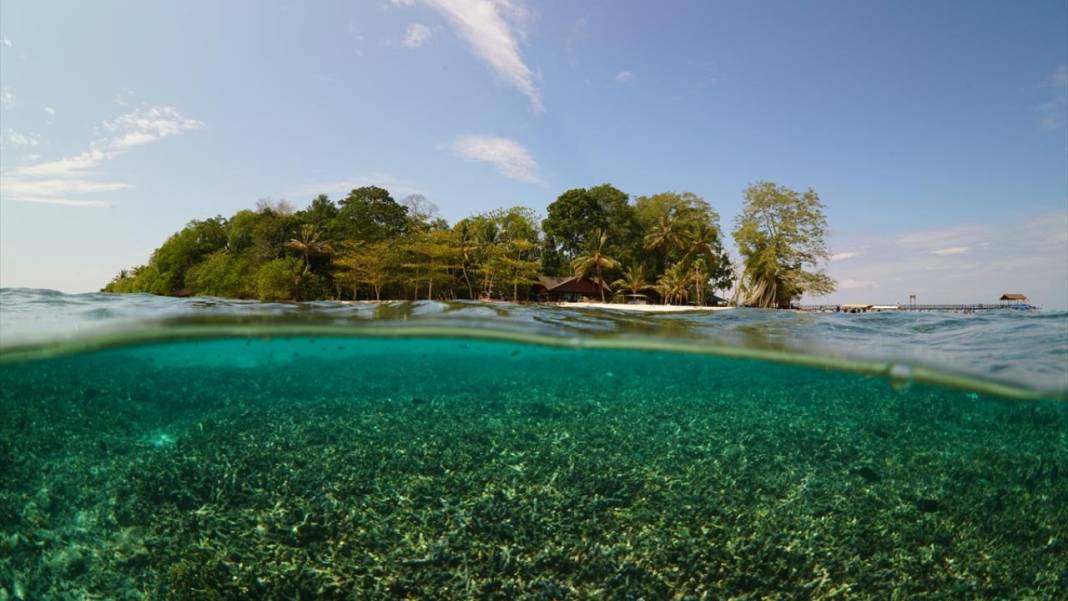 Sipadan Adası'nın zengin su altı yaşamı görüntülendi 15