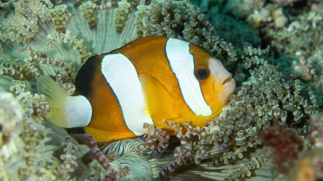 Sipadan Adası'nın zengin su altı yaşamı görüntülendi 2