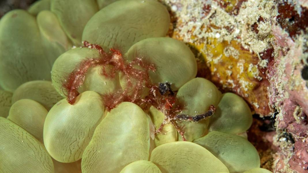 Sipadan Adası'nın zengin su altı yaşamı görüntülendi 3