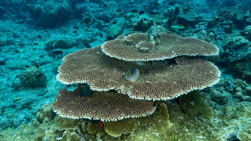 Sipadan Adası'nın zengin su altı yaşamı görüntülendi 4