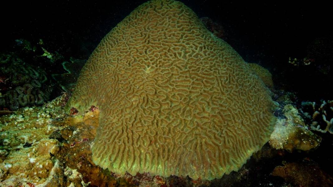 Sipadan Adası'nın zengin su altı yaşamı görüntülendi 5