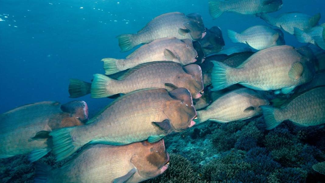 Sipadan Adası'nın zengin su altı yaşamı görüntülendi 6
