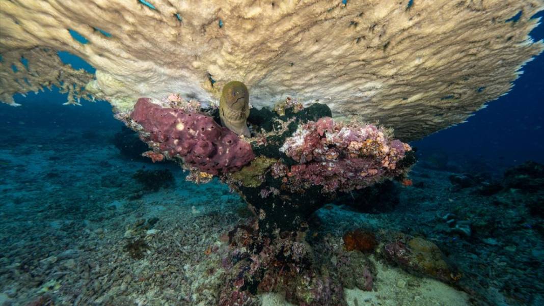 Sipadan Adası'nın zengin su altı yaşamı görüntülendi 8