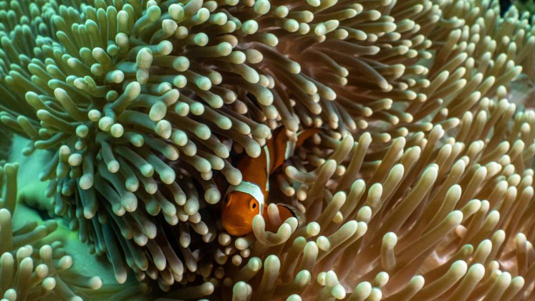 Sipadan Adası'nın zengin su altı yaşamı görüntülendi 9