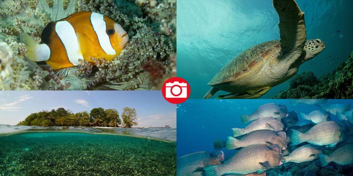 Sipadan Adası'nın zengin su altı yaşamı görüntülendi
