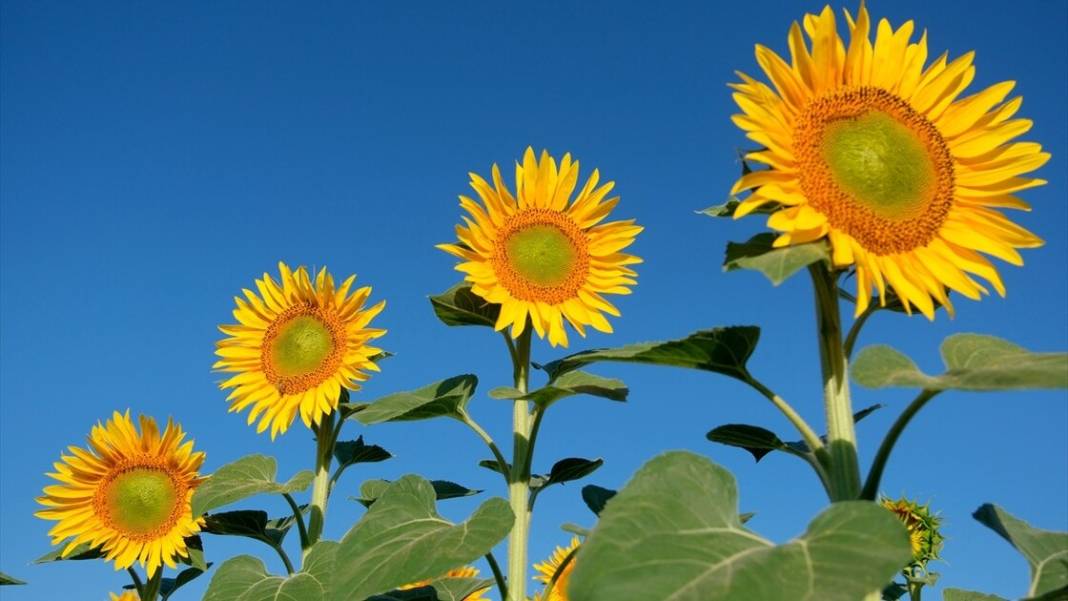 Ayçiçeklerin açmasıyla tabiat sarıya büründü 1