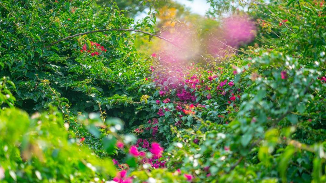 Botanik Park mevsim çiçekleriyle renklendi 2