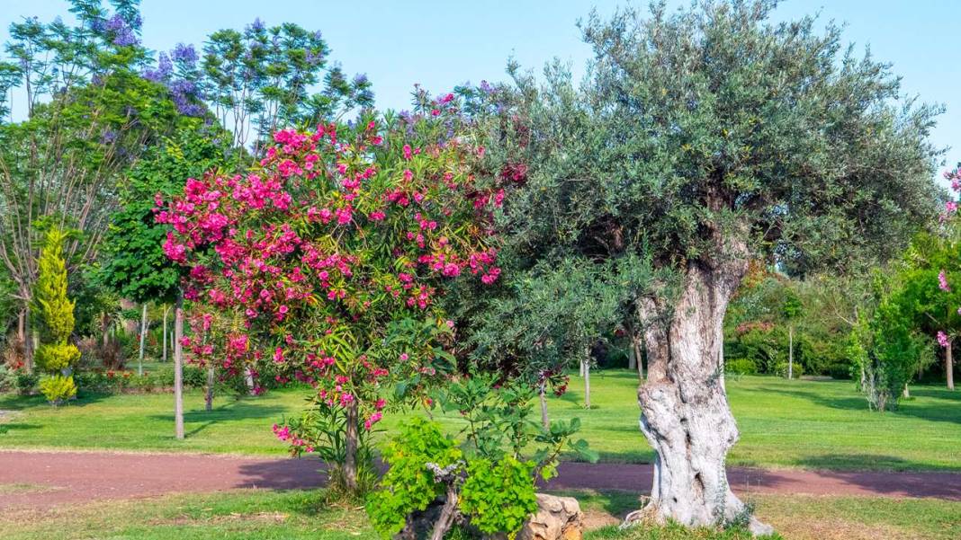 Botanik Park mevsim çiçekleriyle renklendi 9
