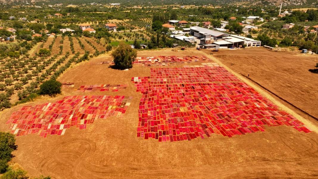 Antalya'da buğday tarlaları 'halı tarlaları'na dönüştü 1