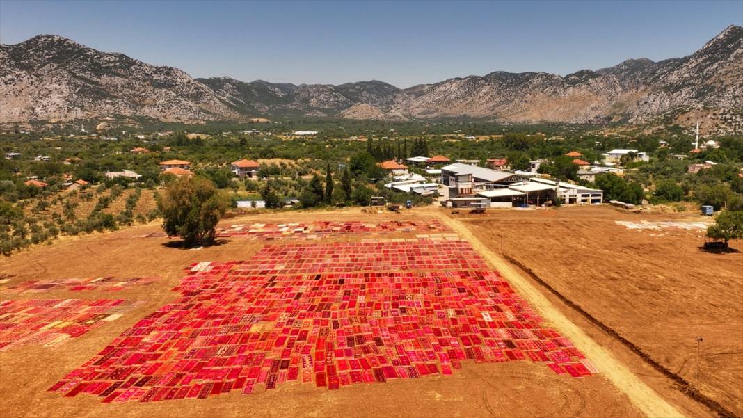 Antalya'da buğday tarlaları 'halı tarlaları'na dönüştü 14