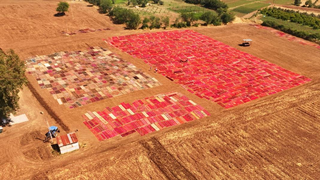 Antalya'da buğday tarlaları 'halı tarlaları'na dönüştü 2