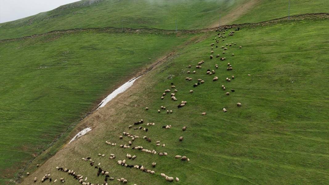 Gümüşhane'nin 2 bin 140 rakımlı Taşköprü Yaylası 1