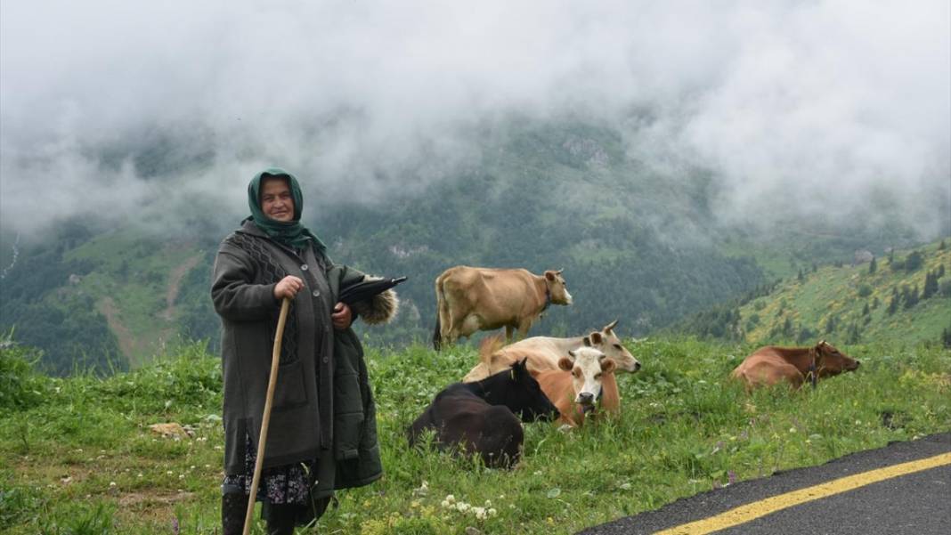 Gümüşhane'nin 2 bin 140 rakımlı Taşköprü Yaylası 7