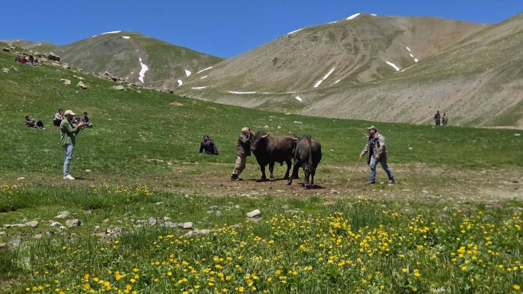Kaçkar Dağları'nın eteklerindeki yaylalar çiçeklerle renklendi 4
