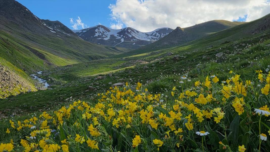 Kaçkar Dağları'nın eteklerindeki yaylalar çiçeklerle renklendi 5