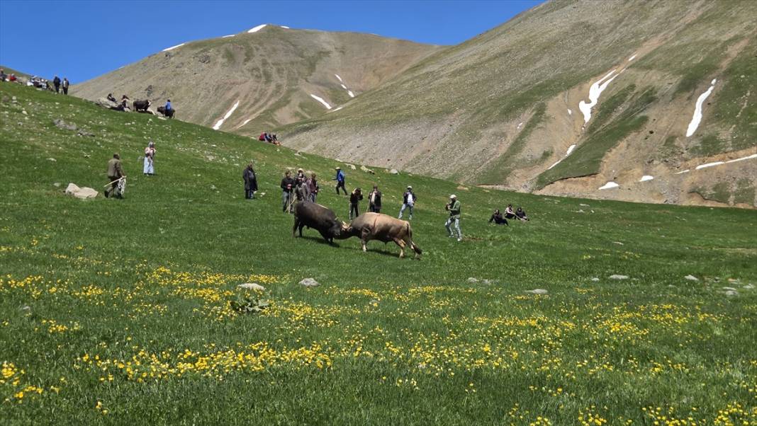 Kaçkar Dağları'nın eteklerindeki yaylalar çiçeklerle renklendi 8