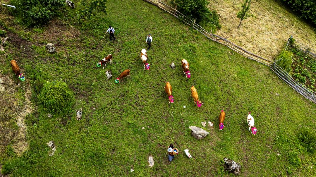 Doğu Karadeniz'de yayla göçü renkli görüntülere sahne oldu 1