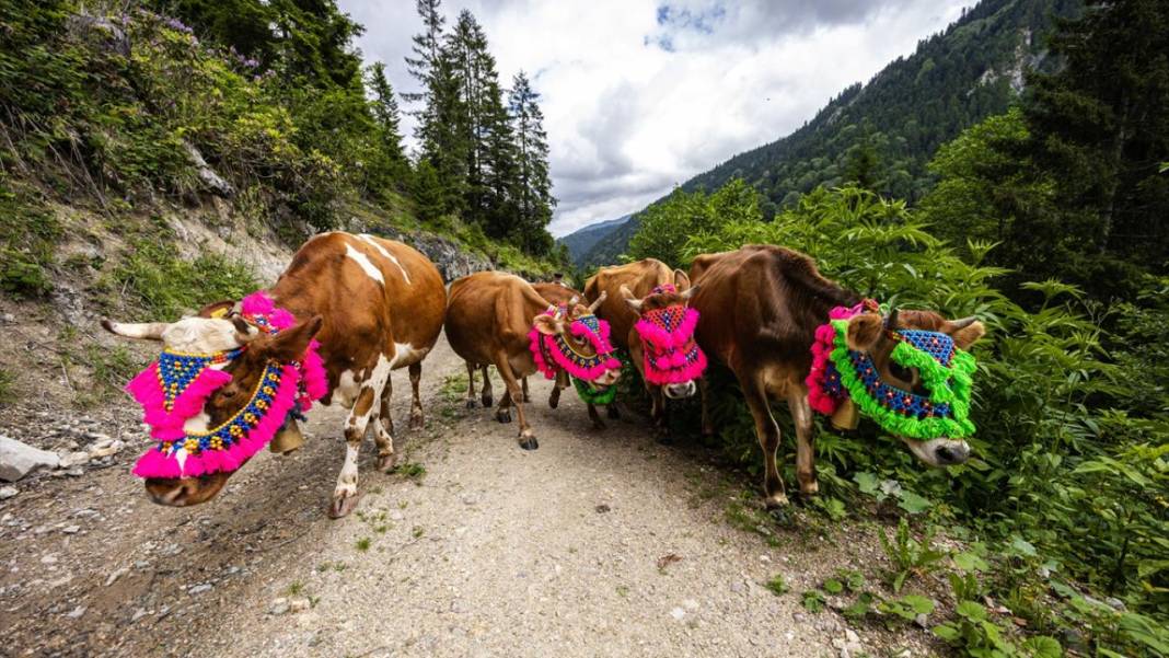 Doğu Karadeniz'de yayla göçü renkli görüntülere sahne oldu 14