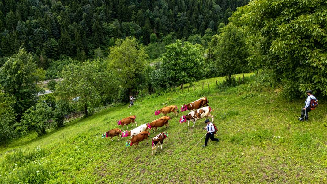 Doğu Karadeniz'de yayla göçü renkli görüntülere sahne oldu 2