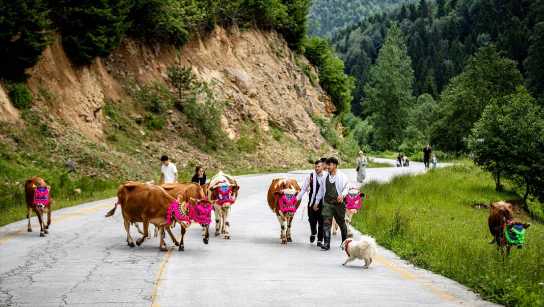 Doğu Karadeniz'de yayla göçü renkli görüntülere sahne oldu 5