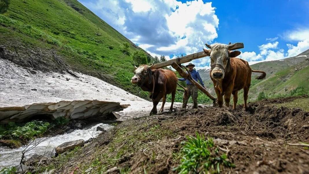 Tarım araçlarının giremediği yamaçlarda karasaban mesaisi 1