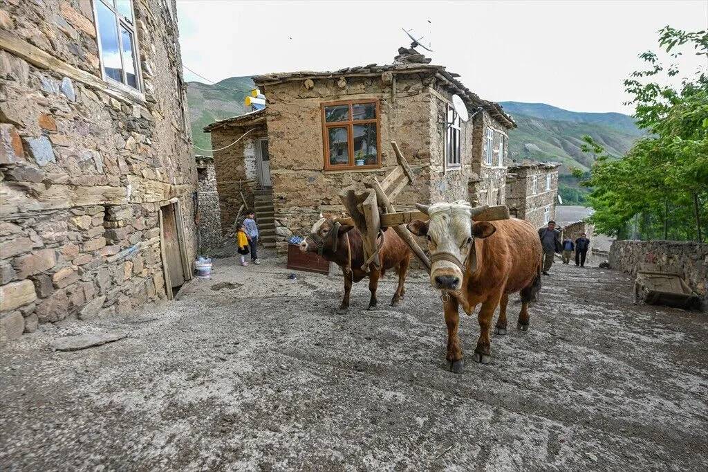 Tarım araçlarının giremediği yamaçlarda karasaban mesaisi 2