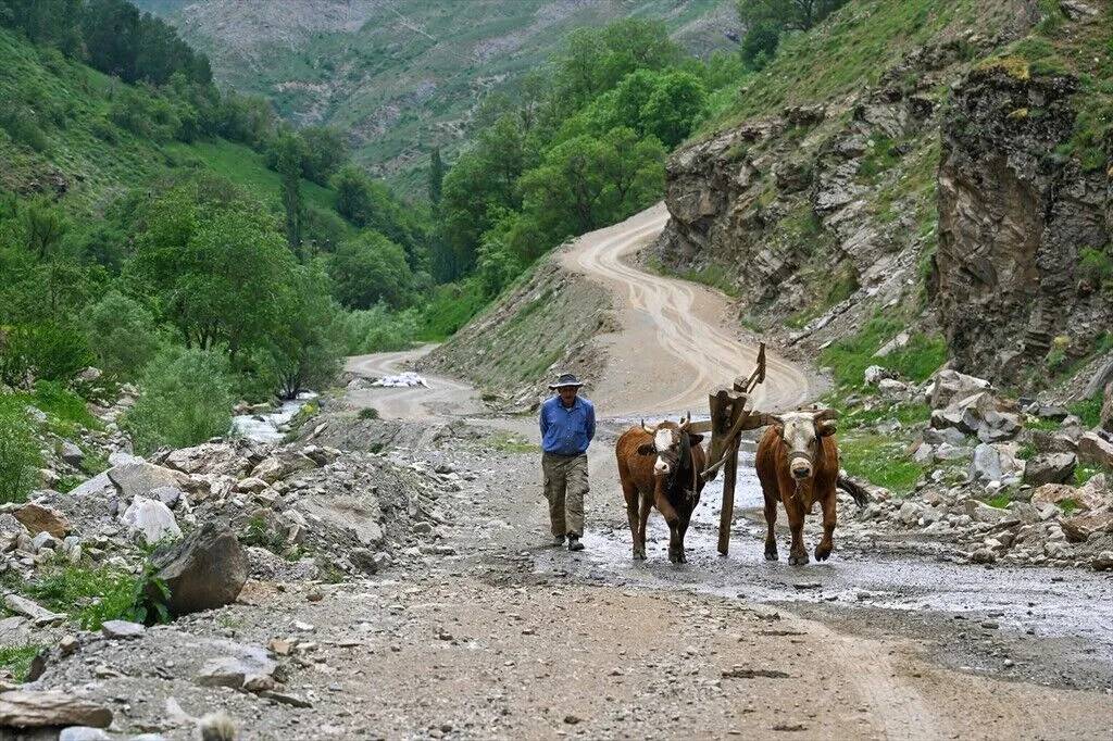 Tarım araçlarının giremediği yamaçlarda karasaban mesaisi 4