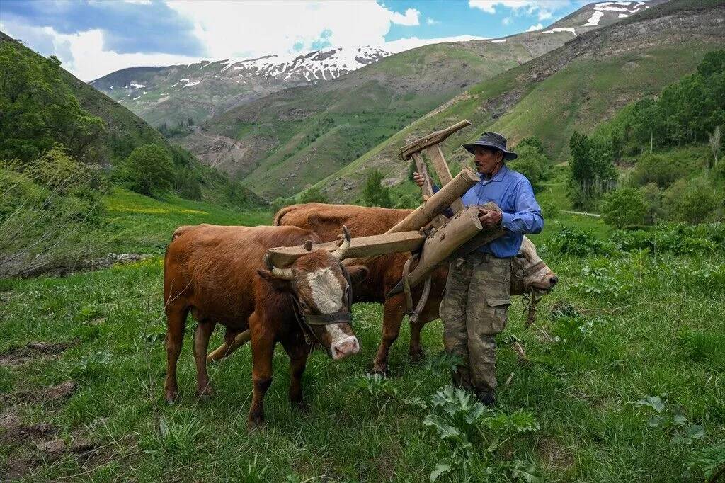 Tarım araçlarının giremediği yamaçlarda karasaban mesaisi 7