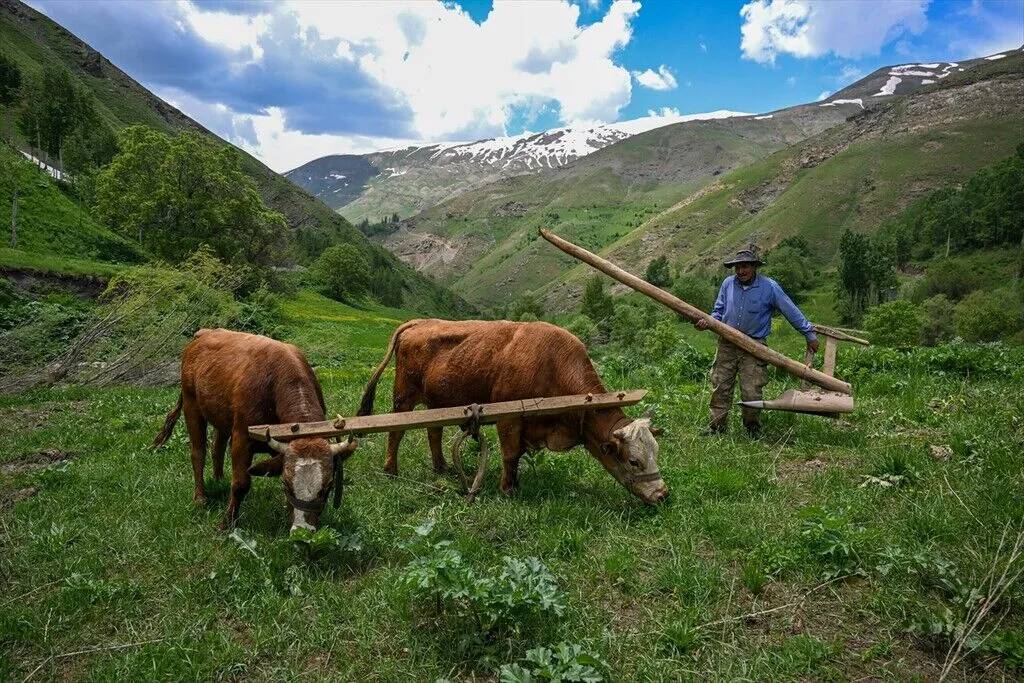 Tarım araçlarının giremediği yamaçlarda karasaban mesaisi 8