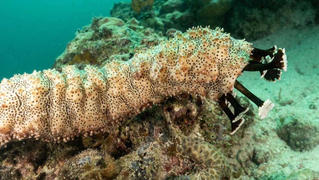 Malezya'da su altı yaşamı da yaratılış harikalarıyla dolu 10