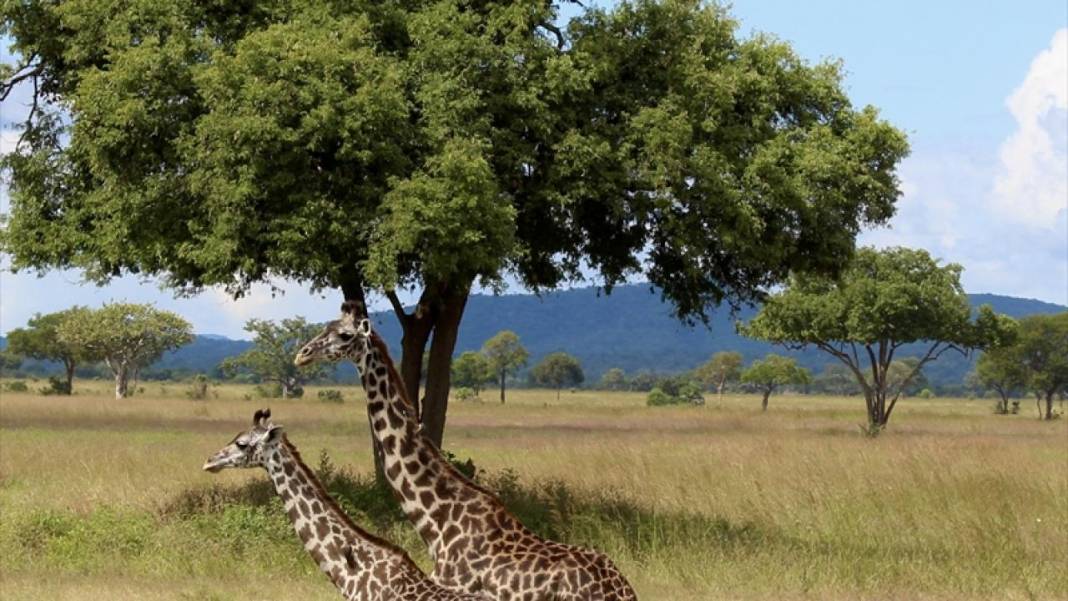 Tanzanya'nın zengin yaban hayatı Mikumi Milli Parkı'nda 7