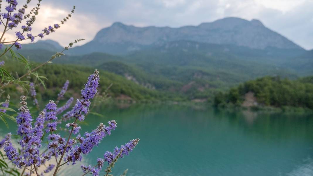 Kainat eczanesinin şifa kaynaklarından hayıt zamanı 12