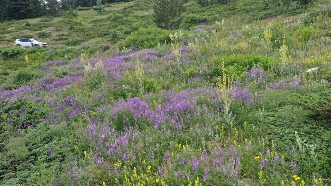 Ilgaz Dağı temmuzda ilkbaharı yaşıyor 1