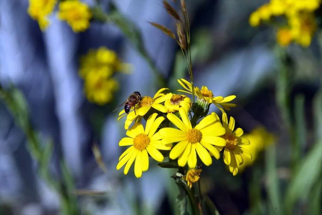 Ilgaz Dağı temmuzda ilkbaharı yaşıyor 11