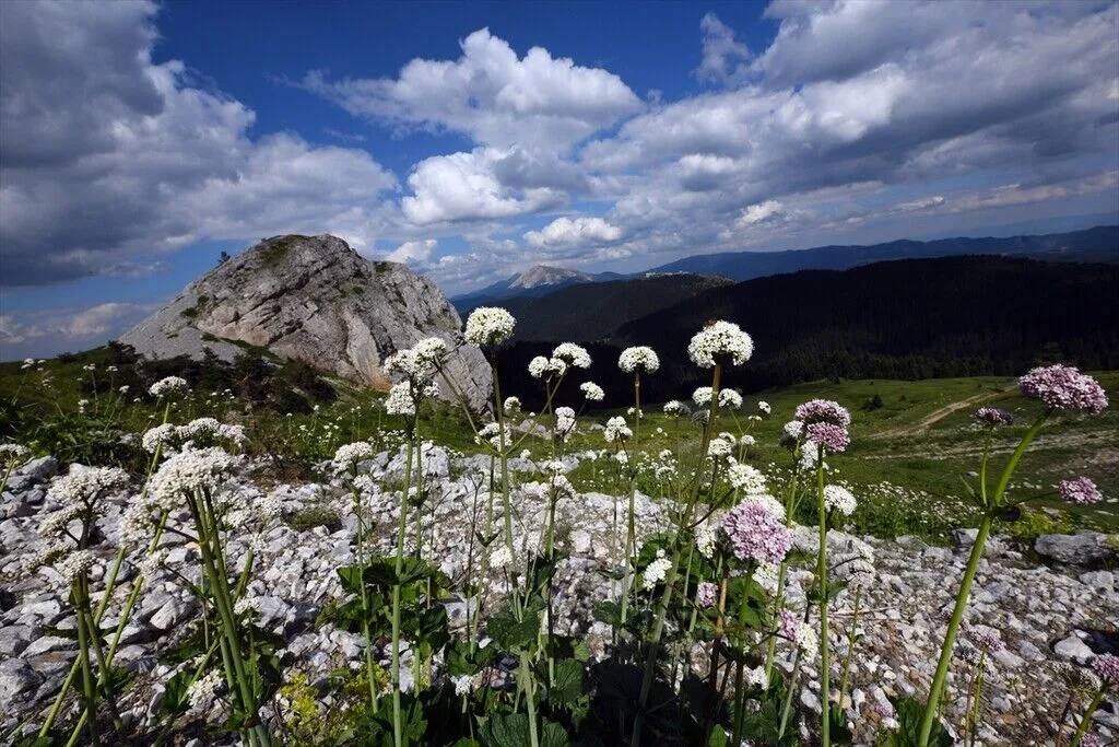 Ilgaz Dağı temmuzda ilkbaharı yaşıyor 13