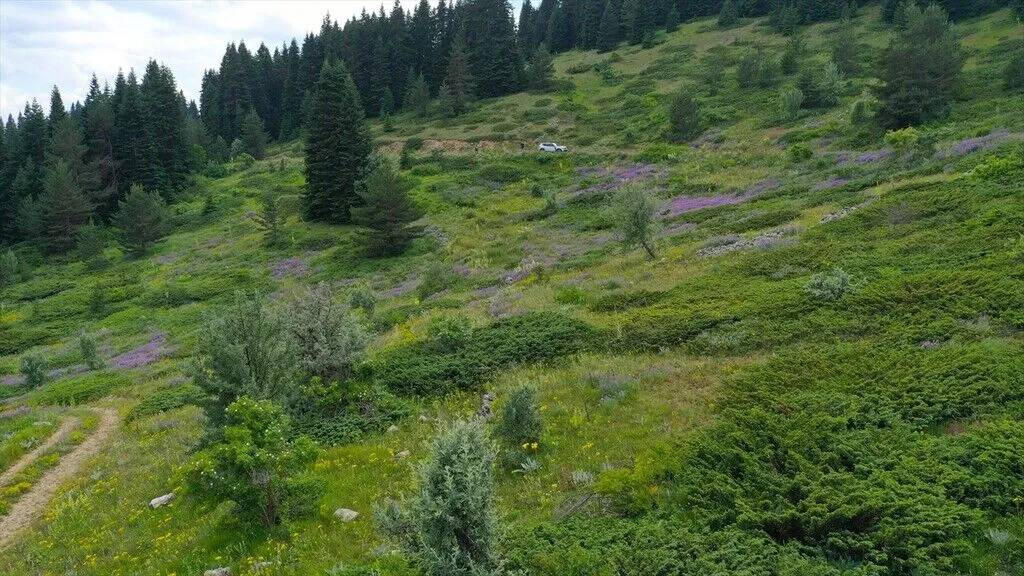 Ilgaz Dağı temmuzda ilkbaharı yaşıyor 2
