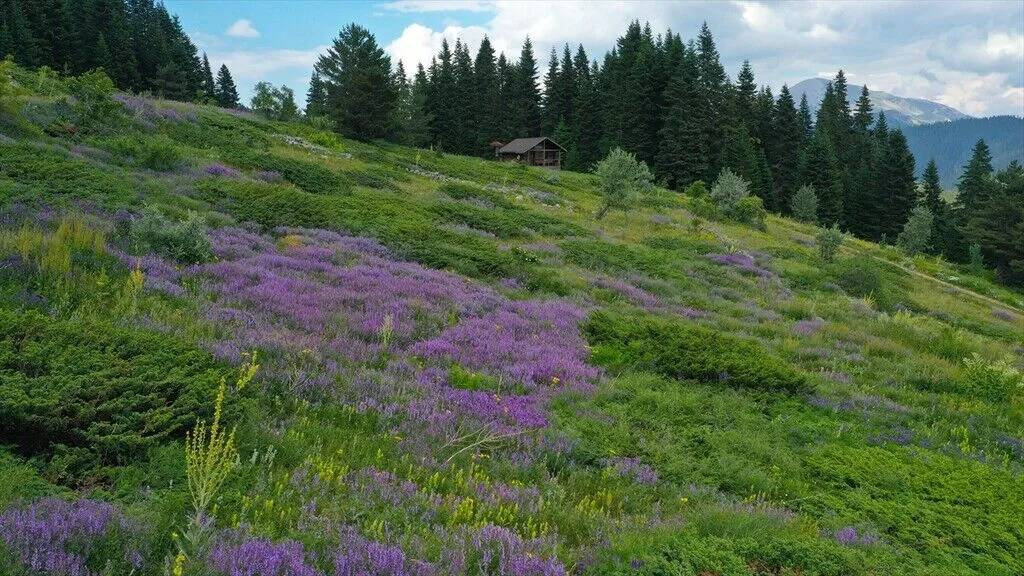 Ilgaz Dağı temmuzda ilkbaharı yaşıyor 3