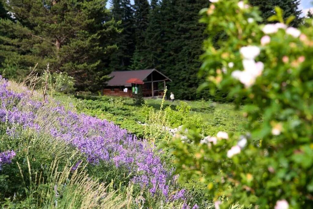 Ilgaz Dağı temmuzda ilkbaharı yaşıyor 7