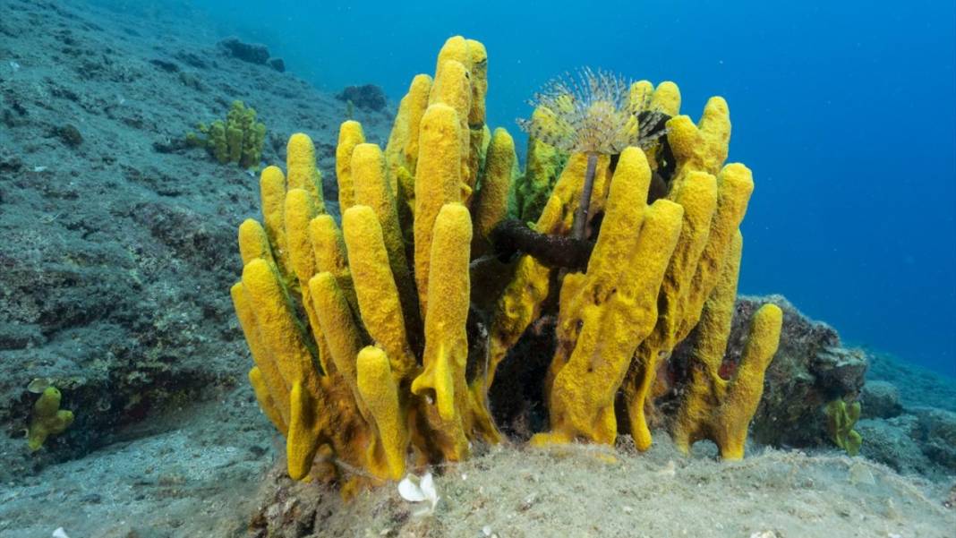 Muğla Ekincik Koyu'nun sualtı zenginliği 11