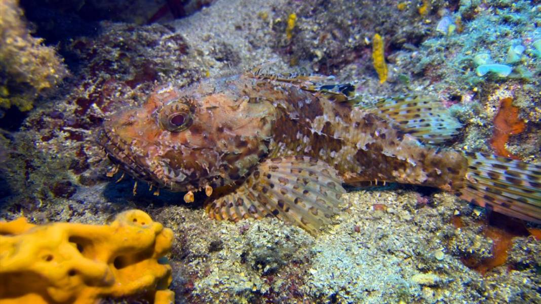 Muğla Ekincik Koyu'nun sualtı zenginliği 12