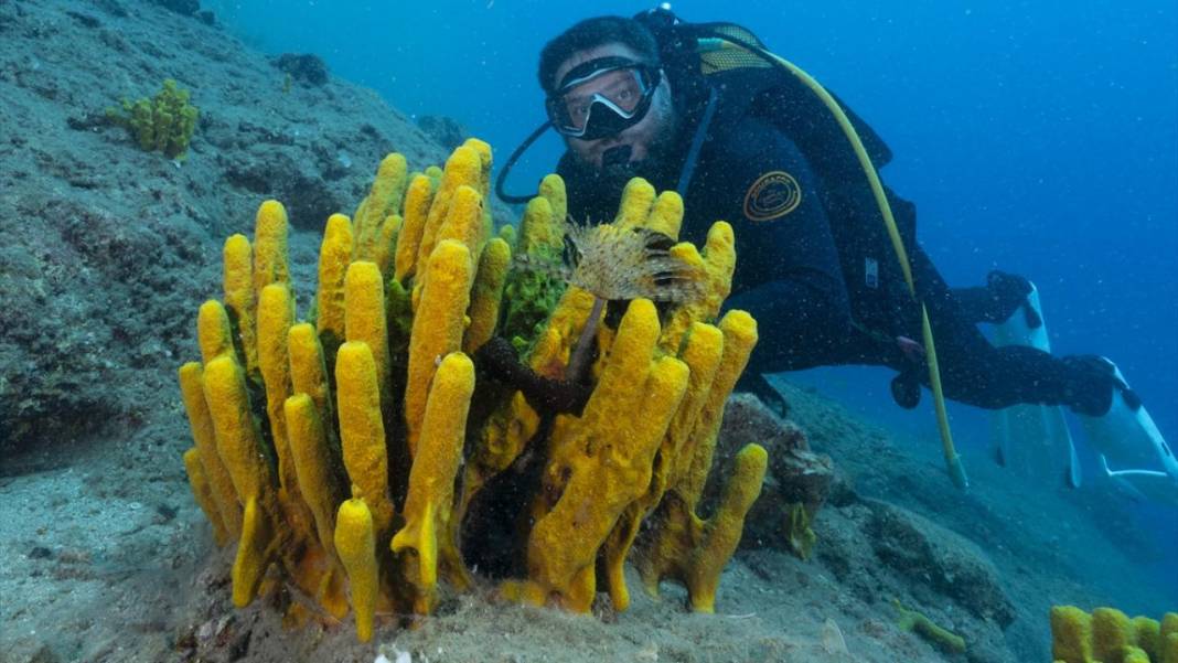 Muğla Ekincik Koyu'nun sualtı zenginliği 13