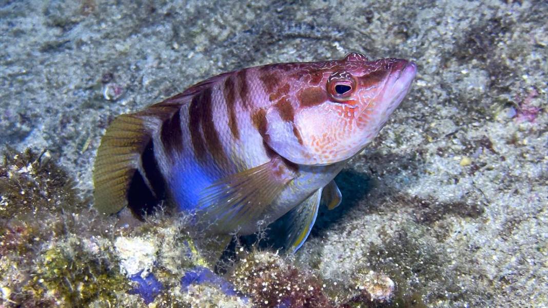 Muğla Ekincik Koyu'nun sualtı zenginliği 14