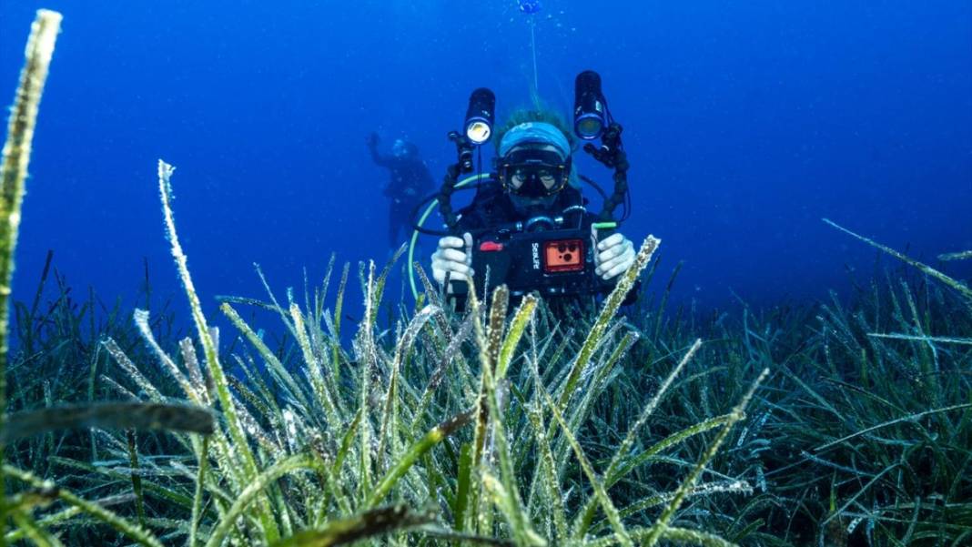 Muğla Ekincik Koyu'nun sualtı zenginliği 2