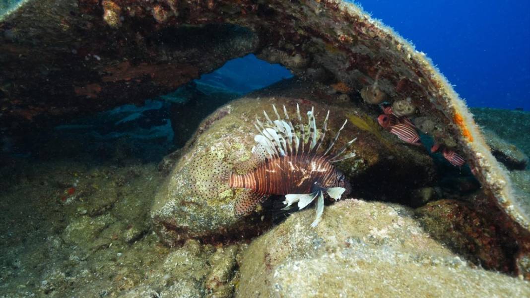 Muğla Ekincik Koyu'nun sualtı zenginliği 4
