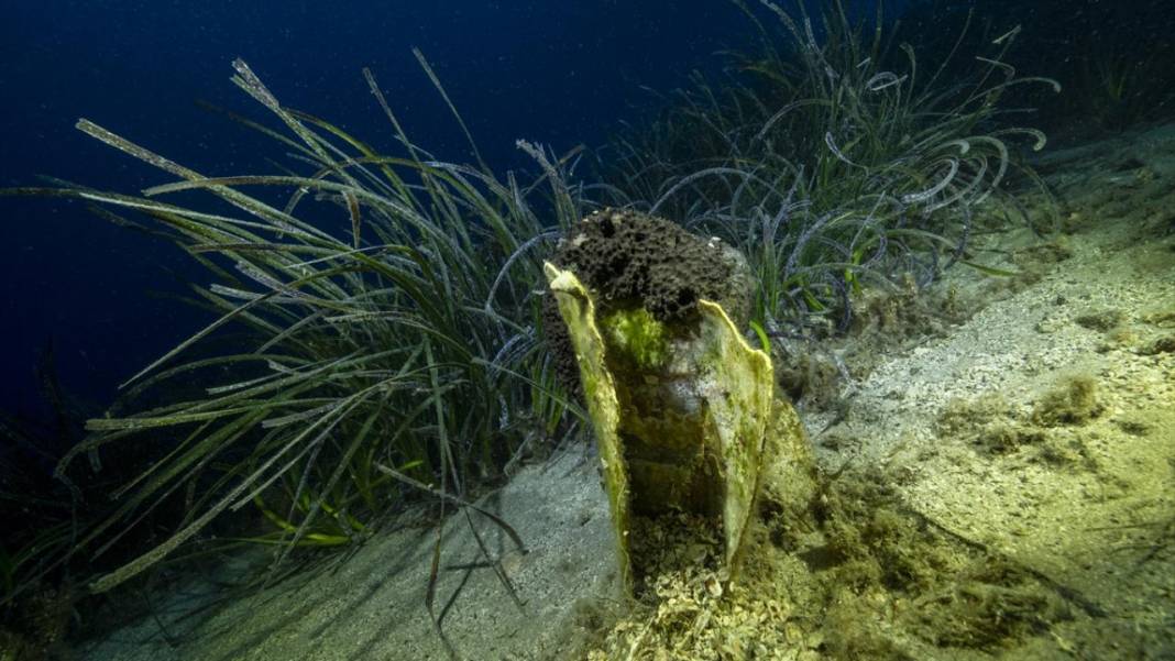 Muğla Ekincik Koyu'nun sualtı zenginliği 5