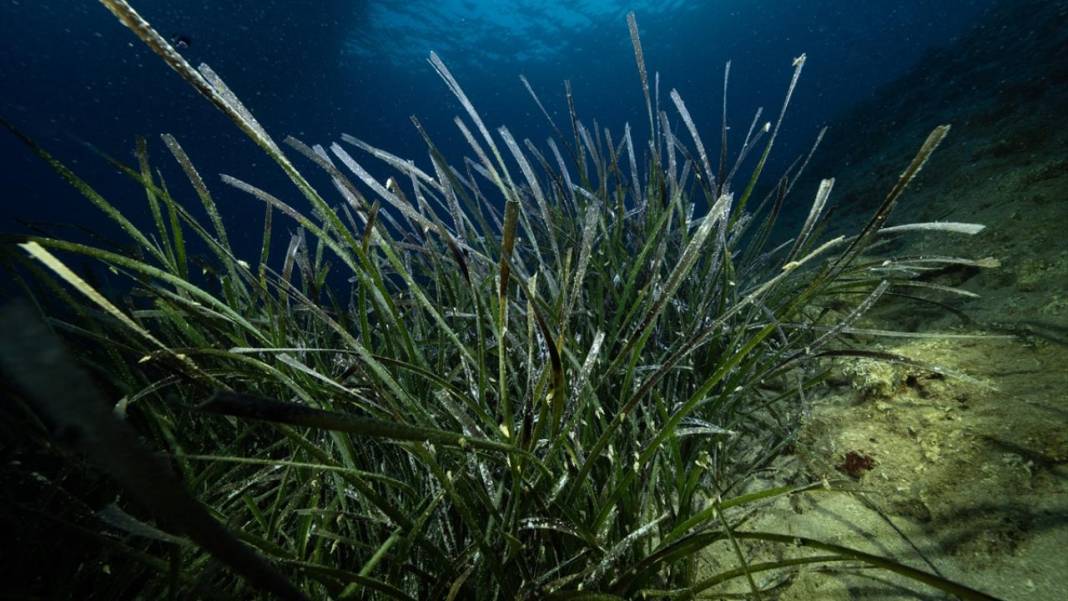Muğla Ekincik Koyu'nun sualtı zenginliği 6